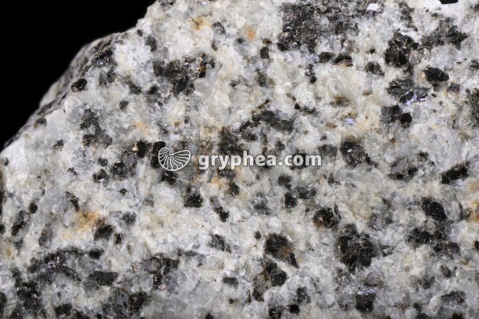 Diorite - détail - gryphea.org
